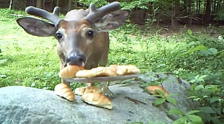 Video still of a deer eating a croissant on a glass platter. Outdoors.