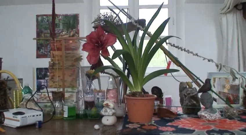 Video still. Table in a home with potted plant and knick-knacks, in front of a window.