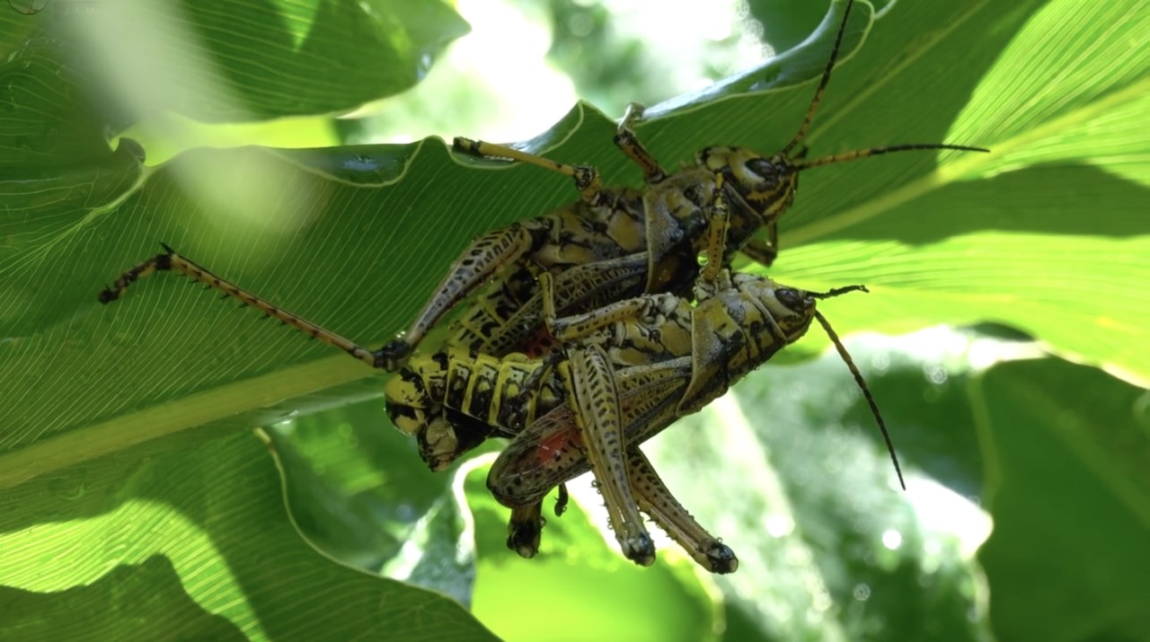 Video still. Adult eastern lubber grasshoppers on mating on a leaf