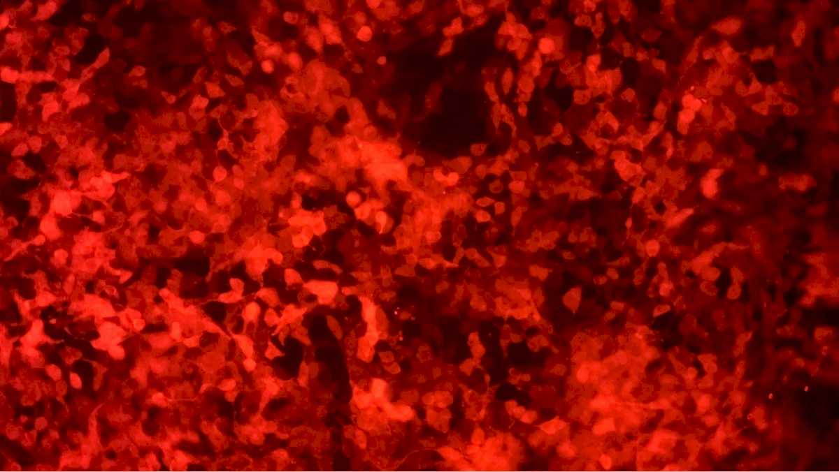 Abstract digital artwork. Monochromatic shades of fiery red against black background