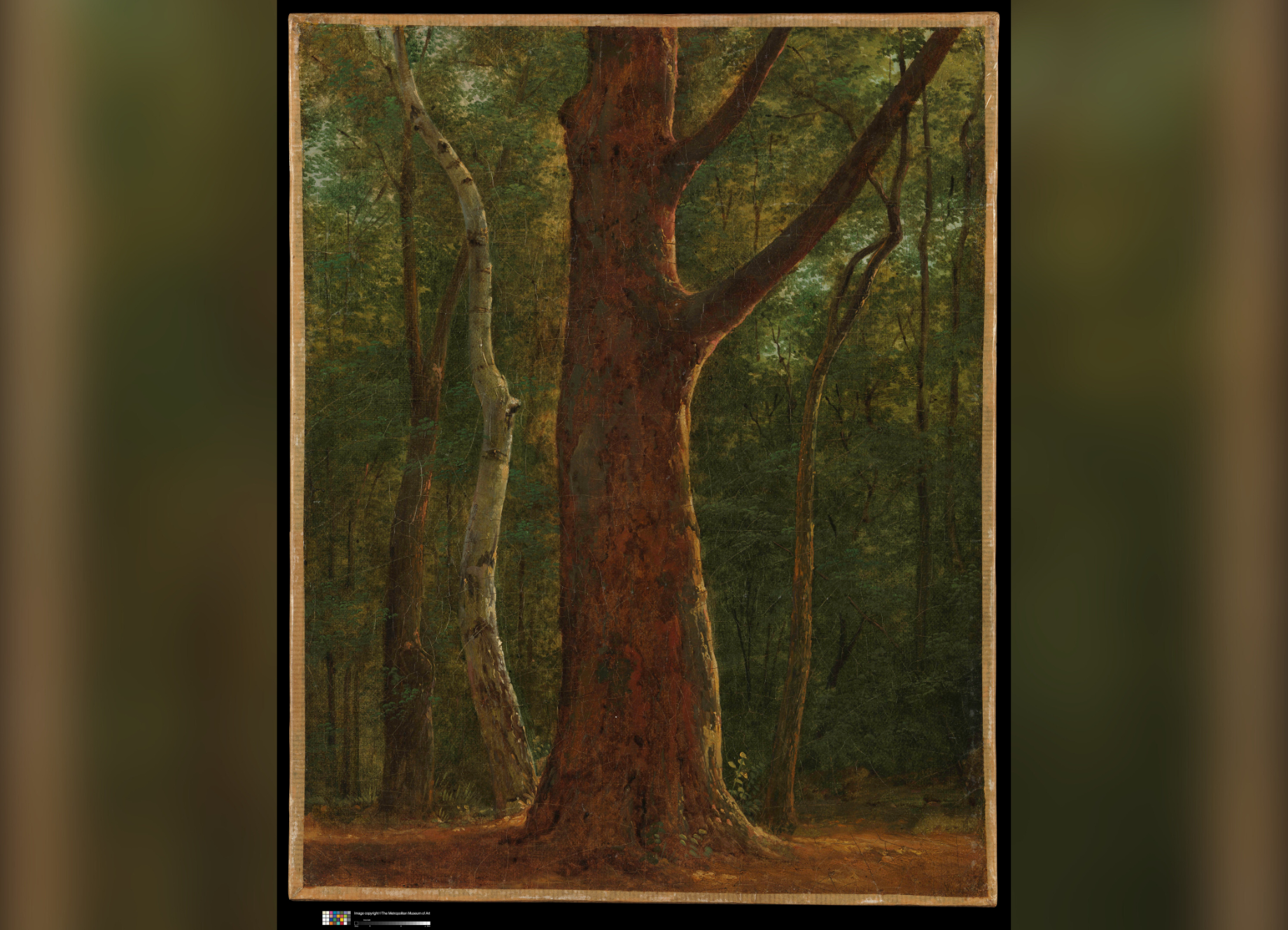 Image of an oil painting of a Beech tree