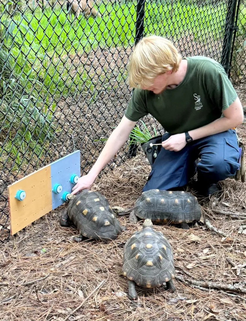 A zookeeper kneels beside two tortoises demonstrating the use of a button board for communication.