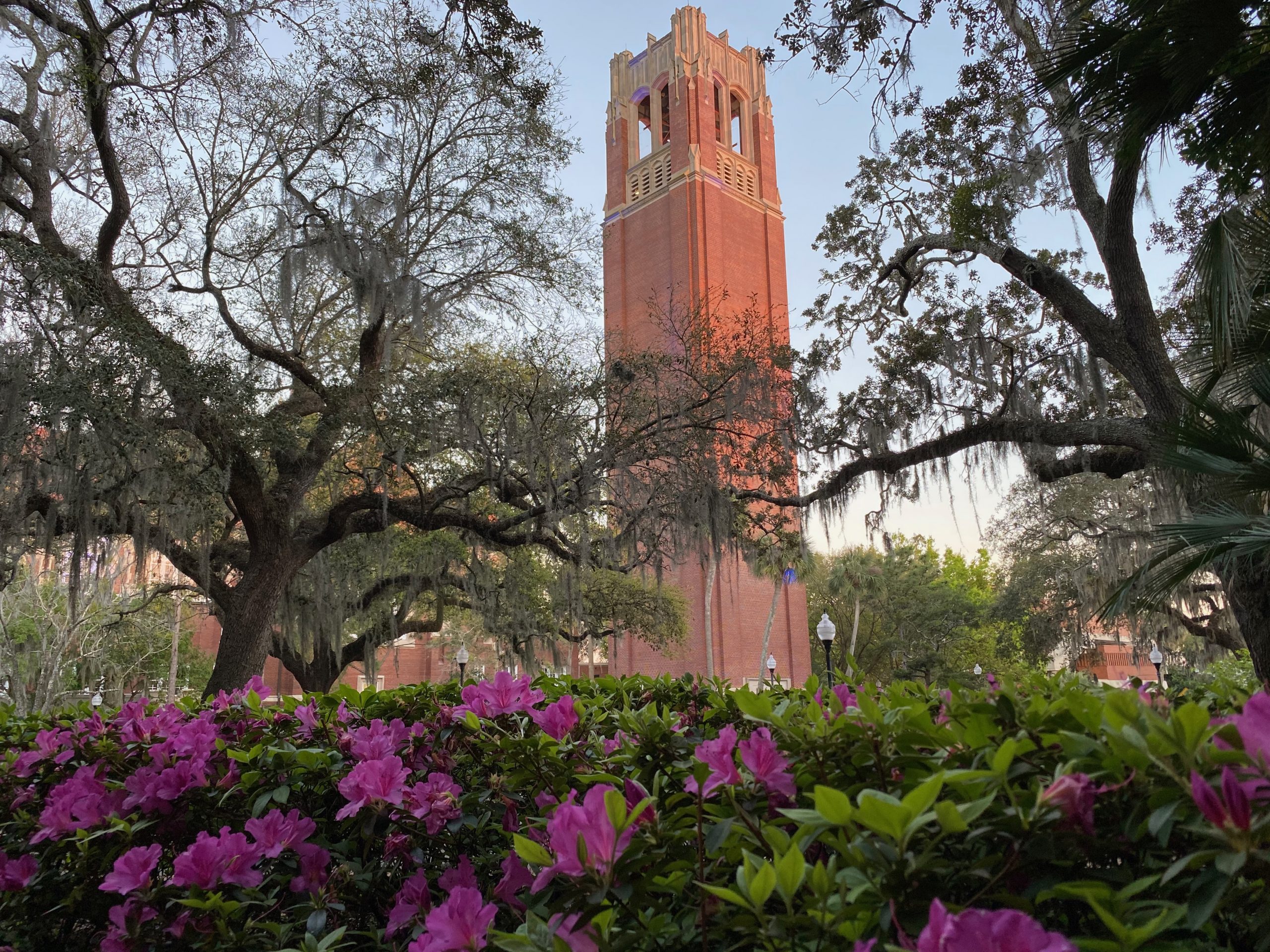 Photo of century tower with pink flowers in the foreground