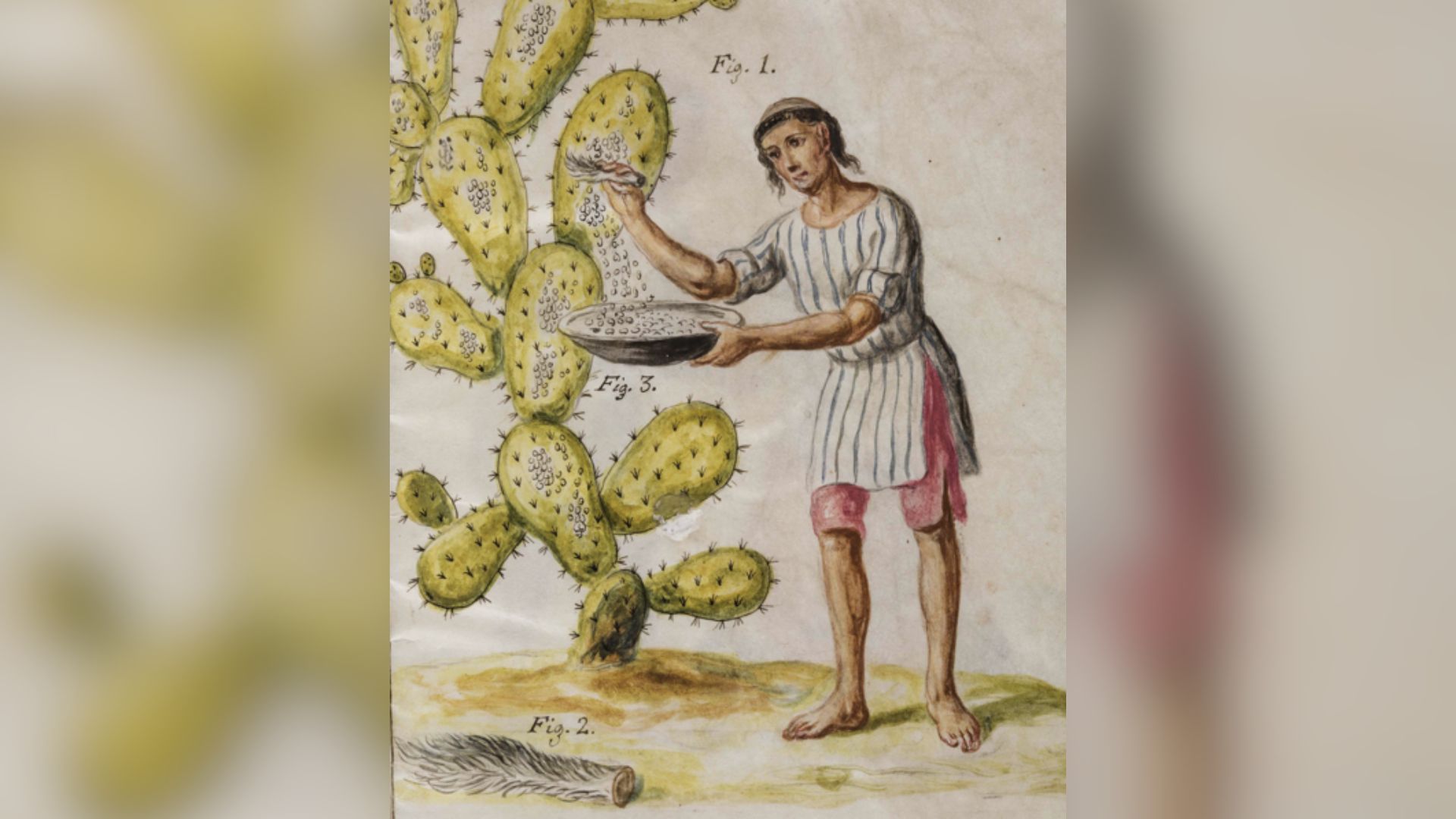Artwork of a person harvesting a cactus