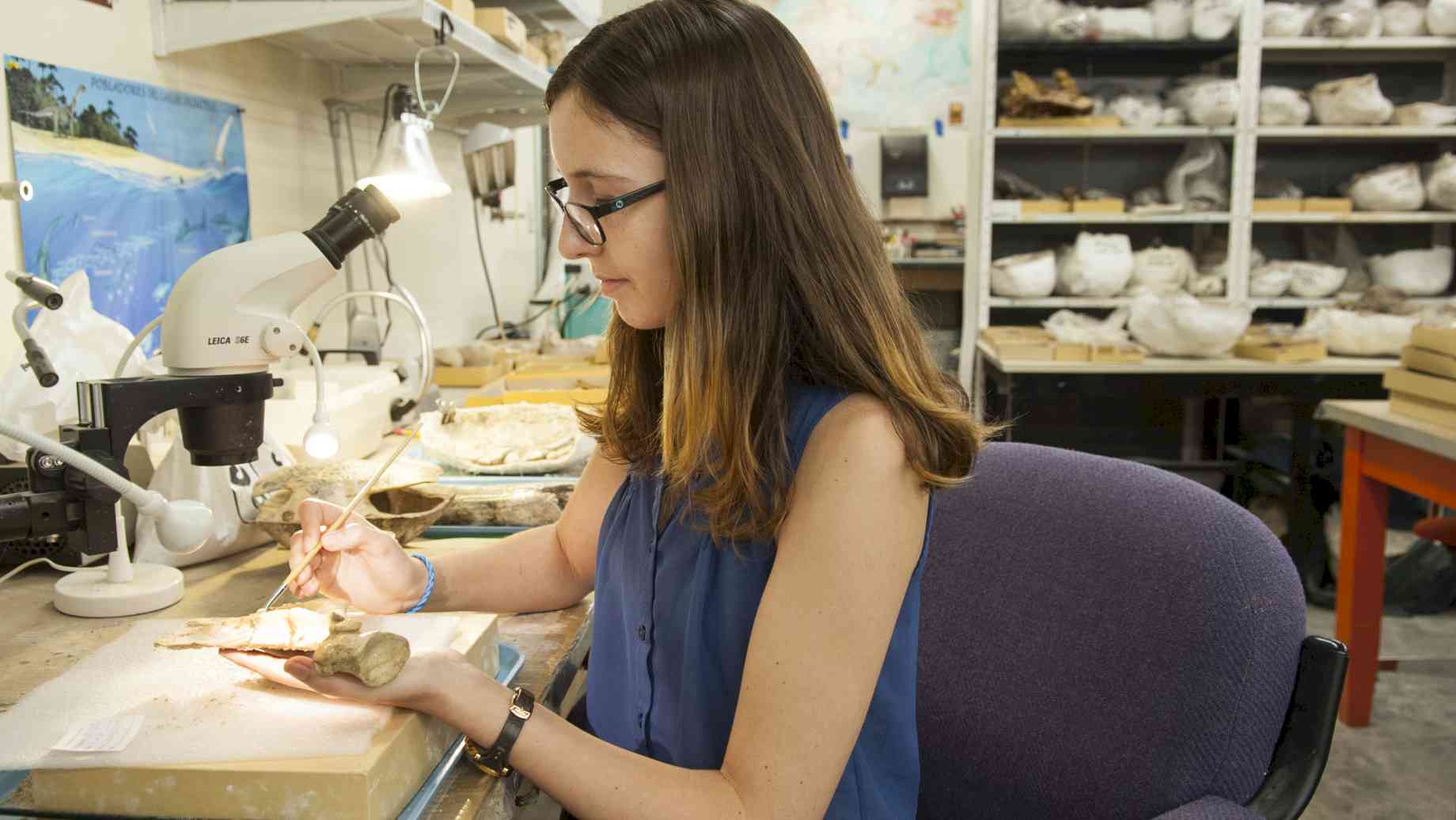 Student Kristen Conwell cleans fossils at the Florida Museum of Natural History. [Alt text: A student sitting in a chair holds a fossil under several lamps, cleaning it with a brush. Other fossils are displayed around her.]