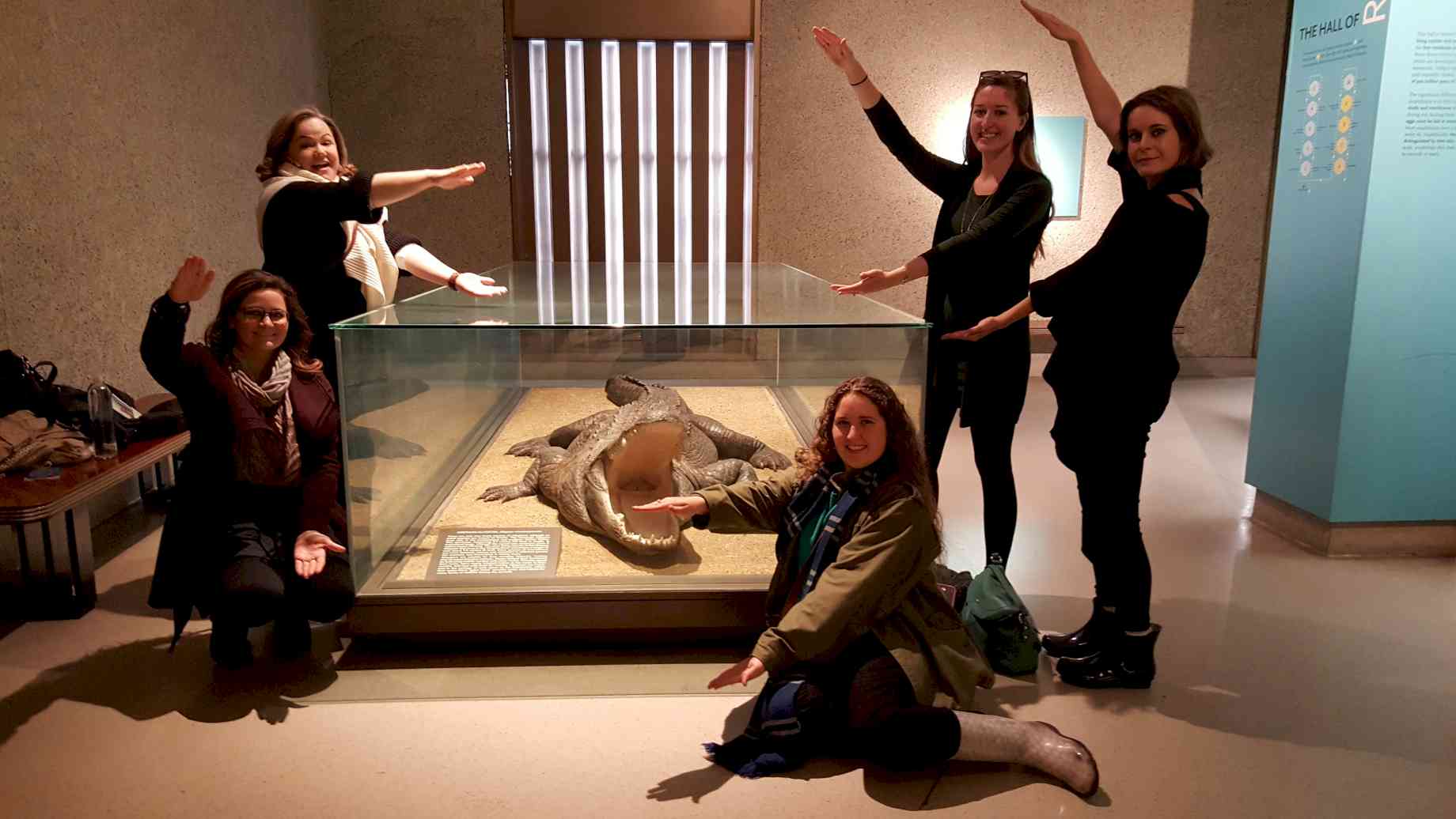 Museum Studies students ‘gator chomp’ in New York City. [Alt text: Five women pose in front of a taxidermied alligator in a glass case. Their arms are held to mimic alligators with open mouths.]