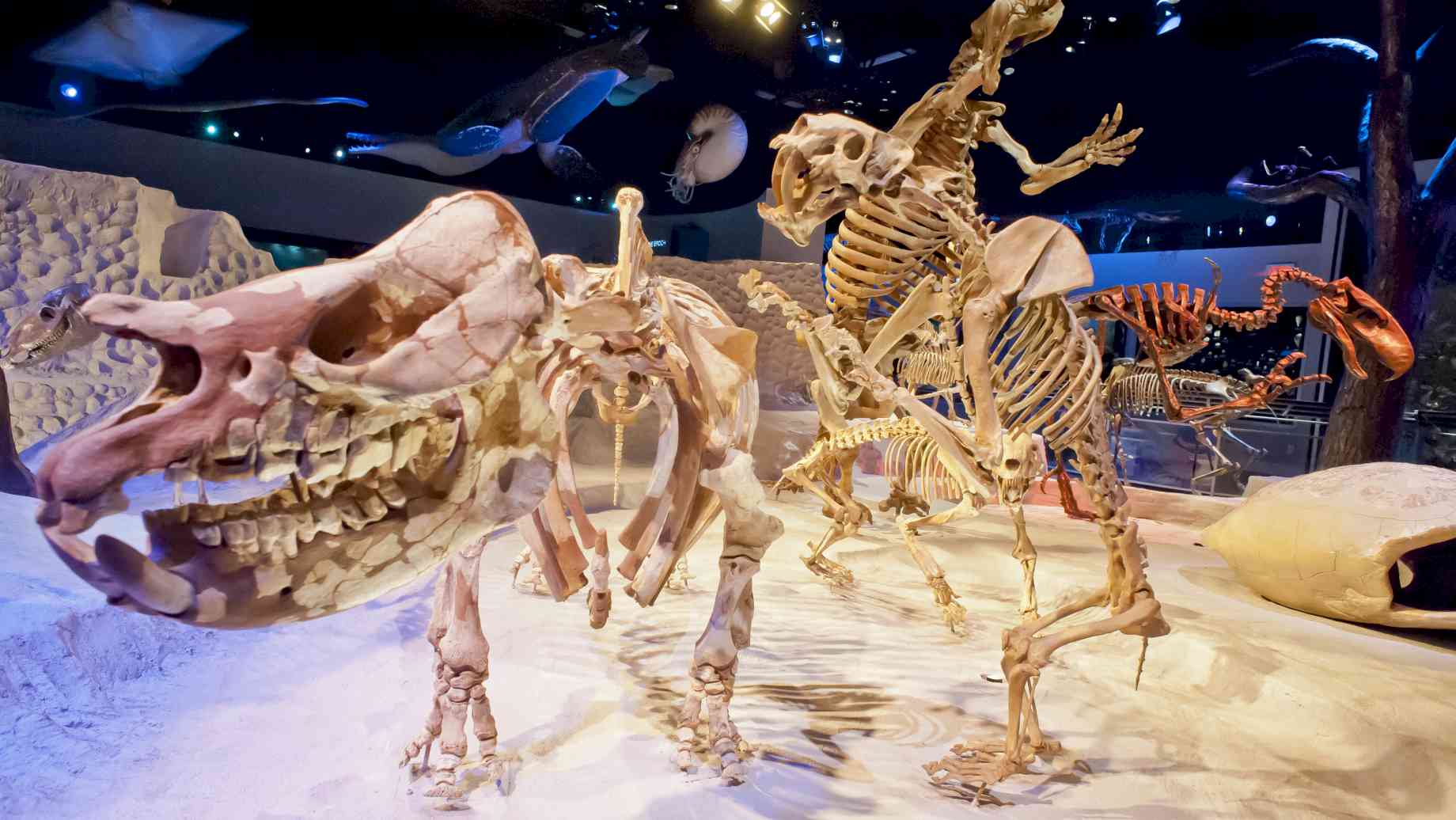 Fossils diorama. Photo credit: The Florida Museum. [Alt text: Diorama of three mammal skeletons, posed as if they are walking and rearing back.]